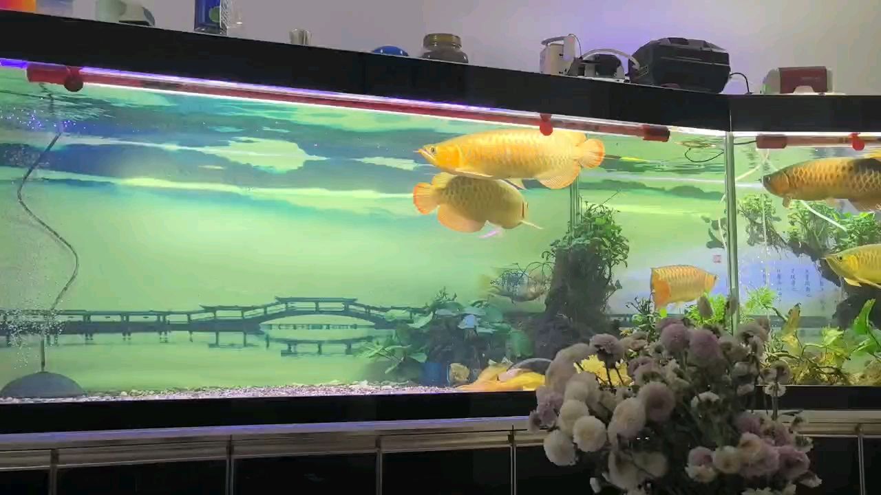 經專家鑒定，左側一對是青梅竹馬龍，有配對的可能。