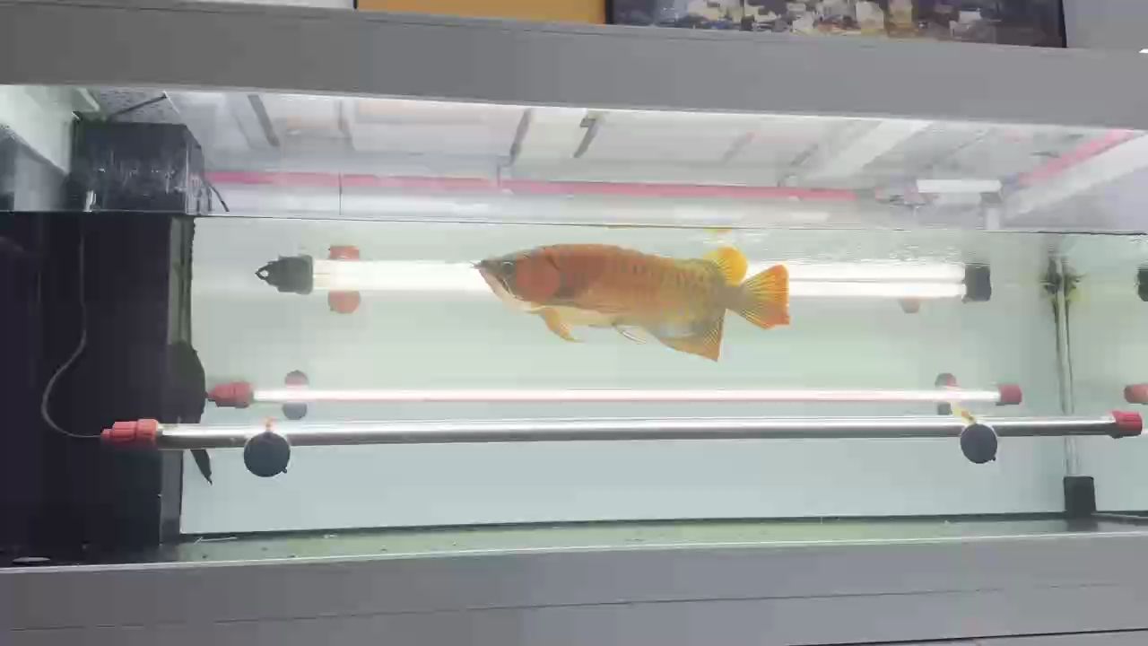 3年的紅龍 視頻有點失真 3年的紅龍 視頻有點失真 龍魚論壇