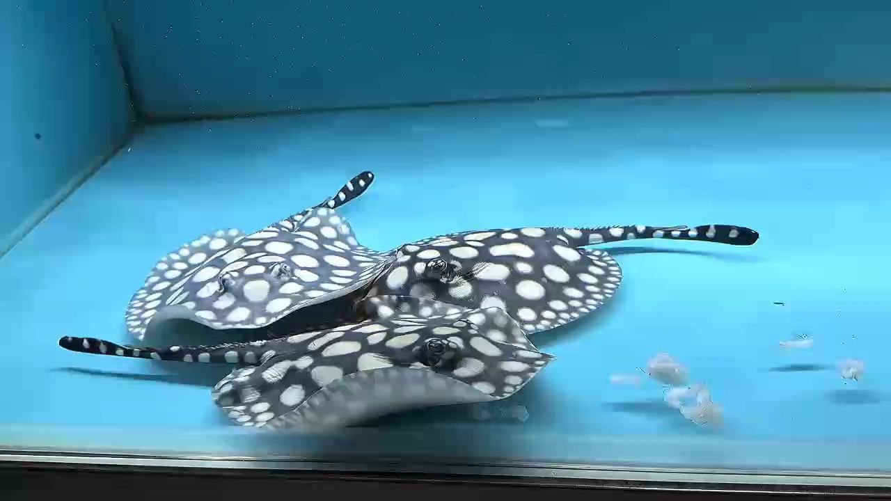 我想或許飼養才是生活疲憊里的解藥 感興趣的可以試試