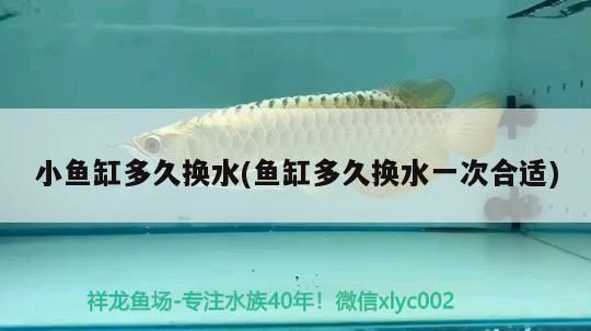 錦鯉魚品種介紹，銀色魚寓意什么