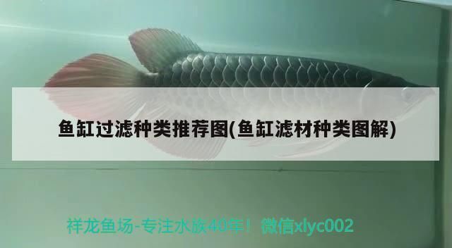 錦鯉魚品種介紹，銀色魚寓意什么