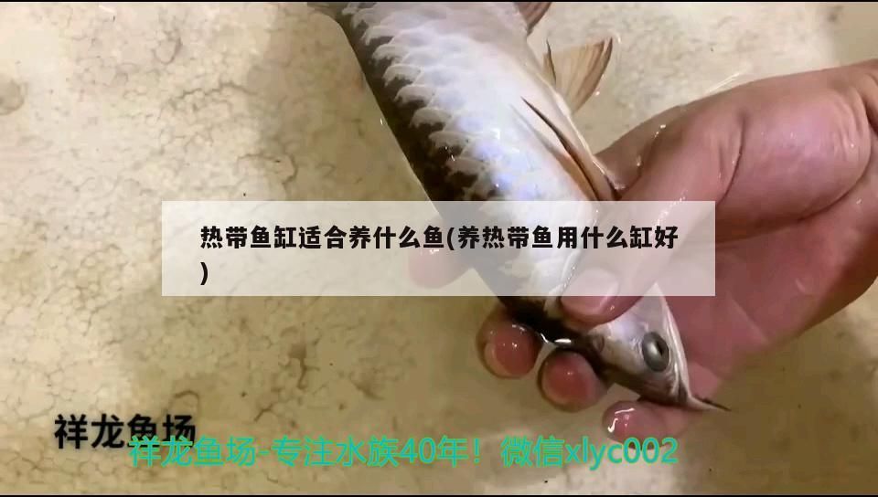錦鯉魚品種介紹，銀色魚寓意什么