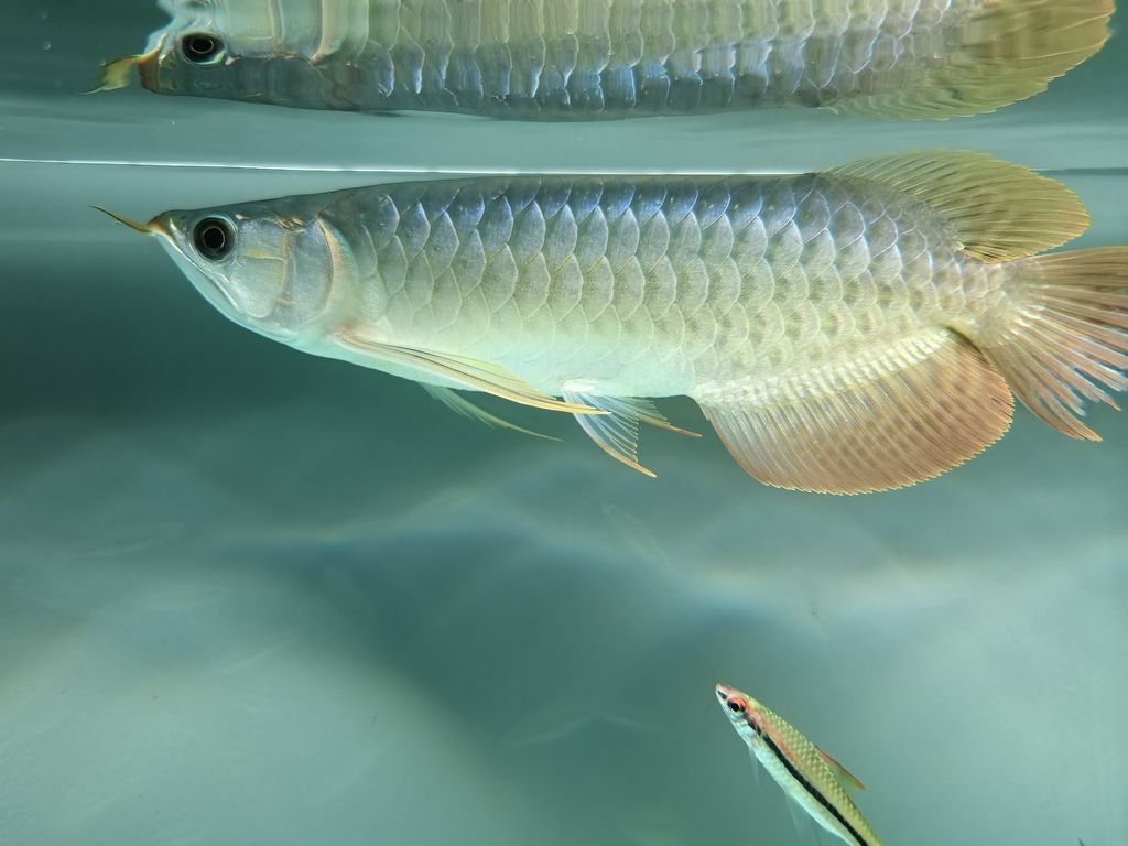 到家24天 龍魚論壇 第1張 到家24天 到家24天 龍魚論壇 第1張