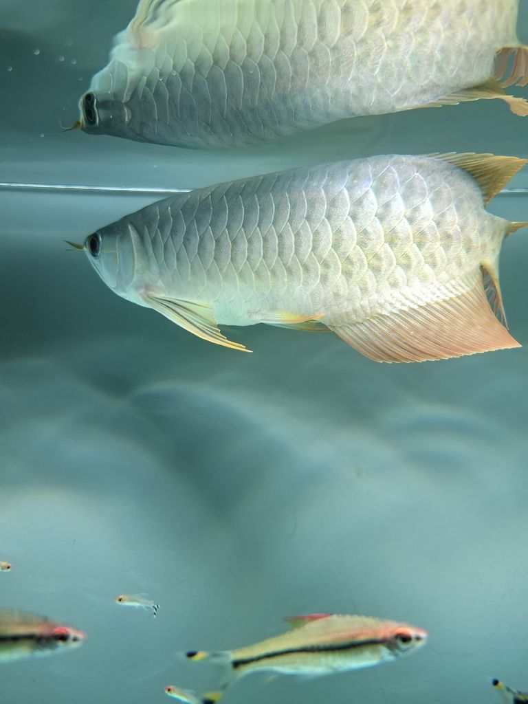 到家24天 龍魚論壇 第2張 到家24天 到家24天 龍魚論壇 第2張