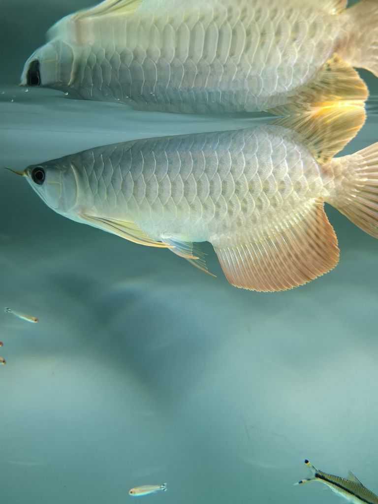 到家24天 龍魚論壇 第3張 到家24天 到家24天 龍魚論壇 第3張