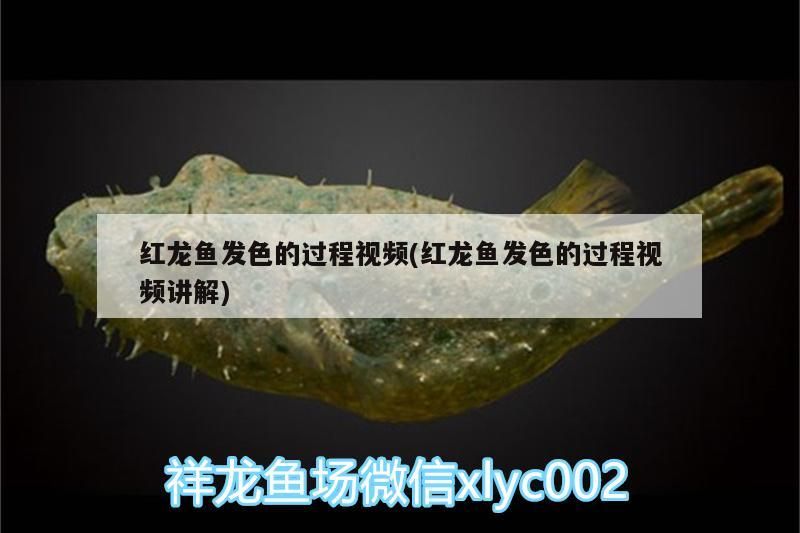 紅龍魚發色的過程視頻(紅龍魚發色的過程視頻講解) 紅龍魚發色的過程視頻(紅龍魚發色的過程視頻講解) 觀賞魚百科 第2張