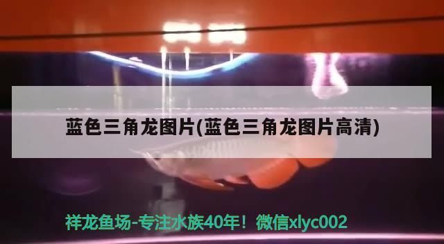 藍(lán)色三角龍圖片(藍(lán)色三角龍圖片高清)
