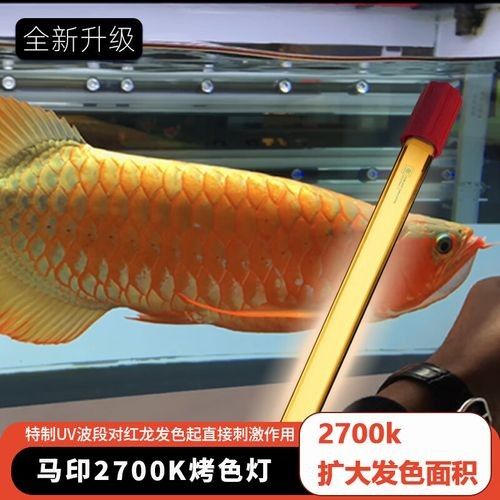 龍魚燈2700k屬于什么檔次