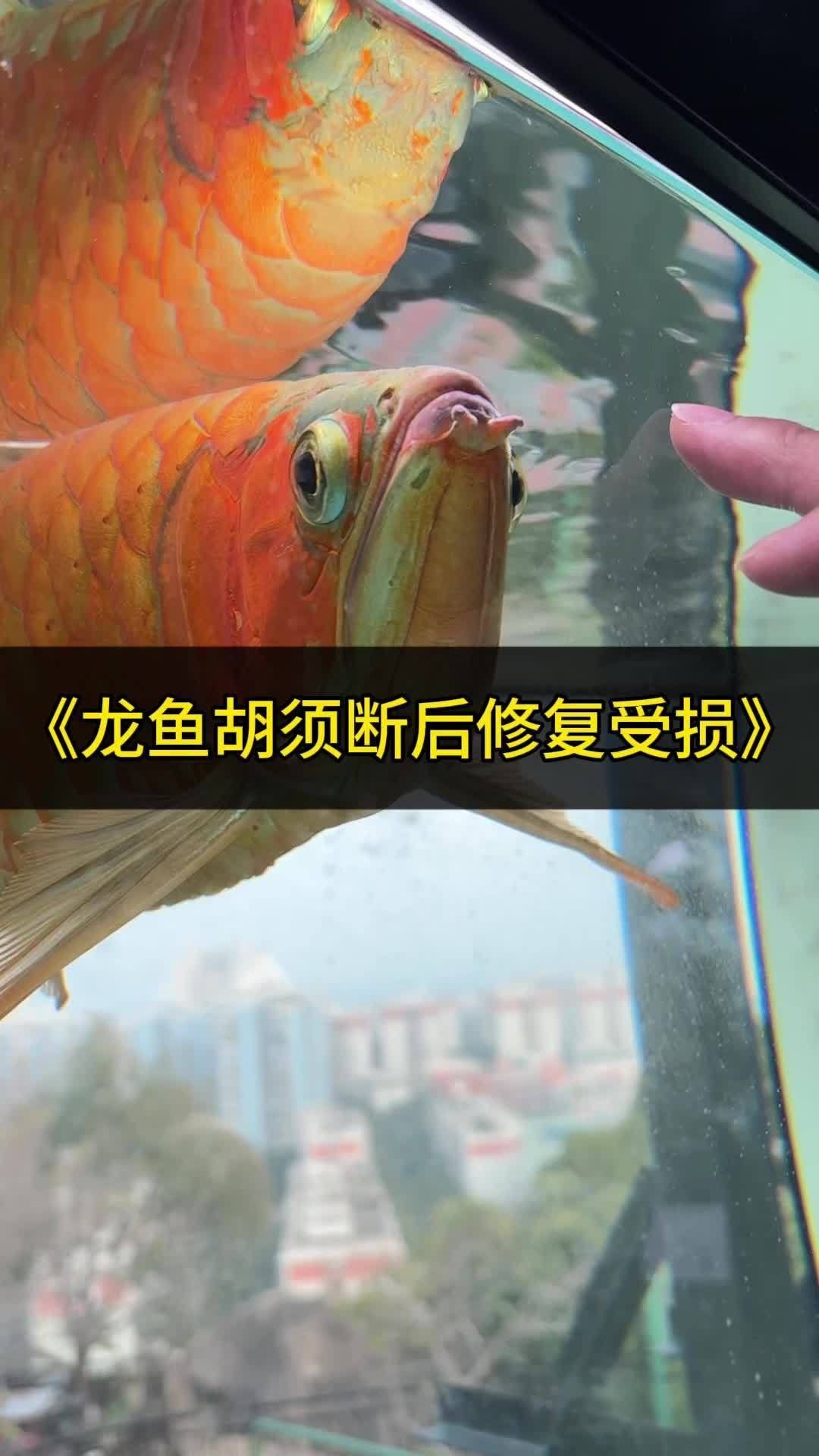 龍魚的須子斷了怎么辦視頻