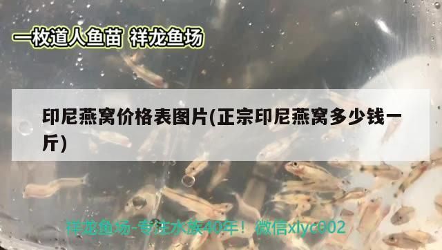 金鼓魚能和龍魚混養嗎， 金鼓魚能和龍魚混養嗎， 觀賞魚百科