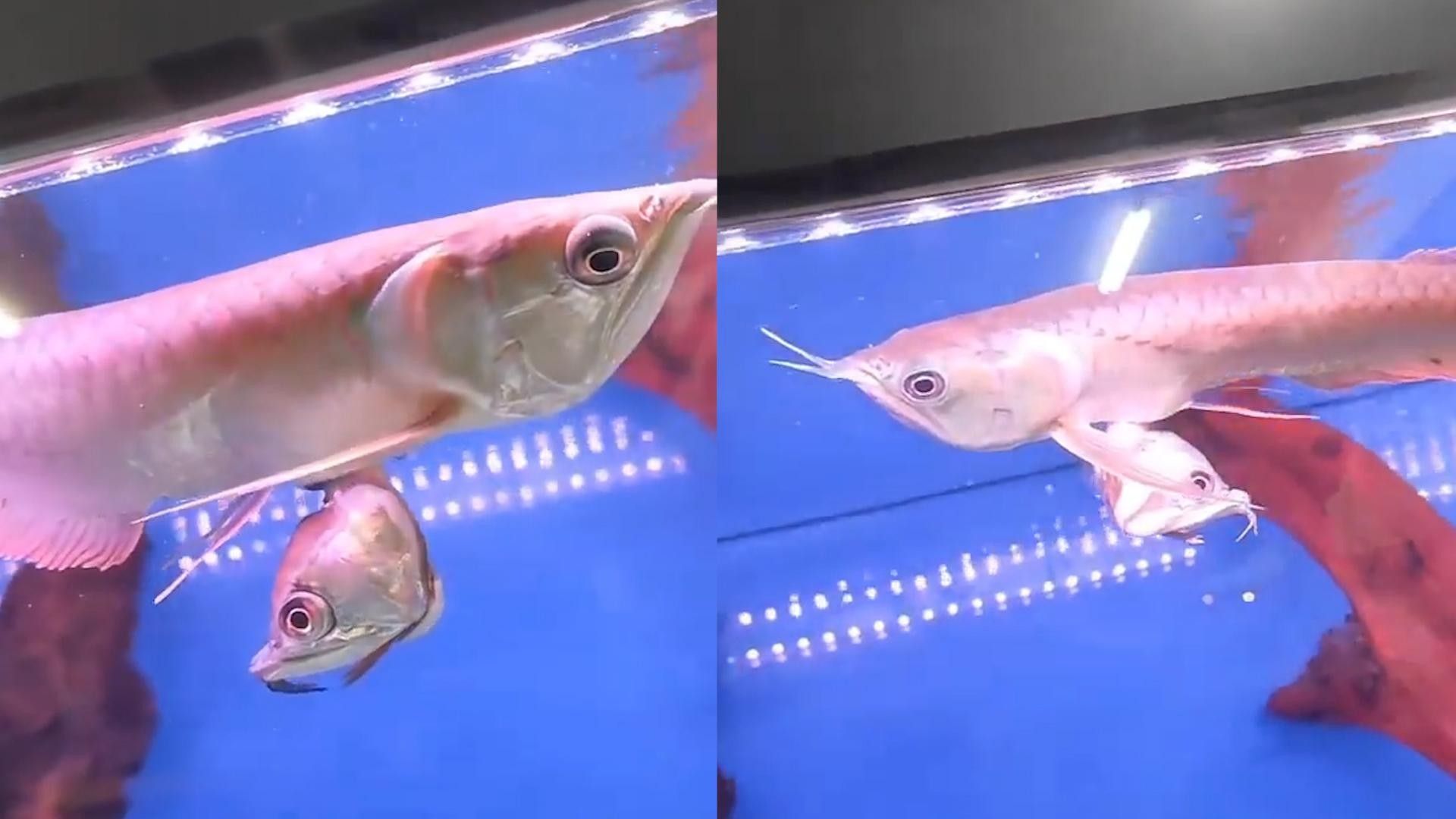 雙頭魚圖片