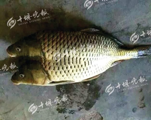 雙頭魚圖片