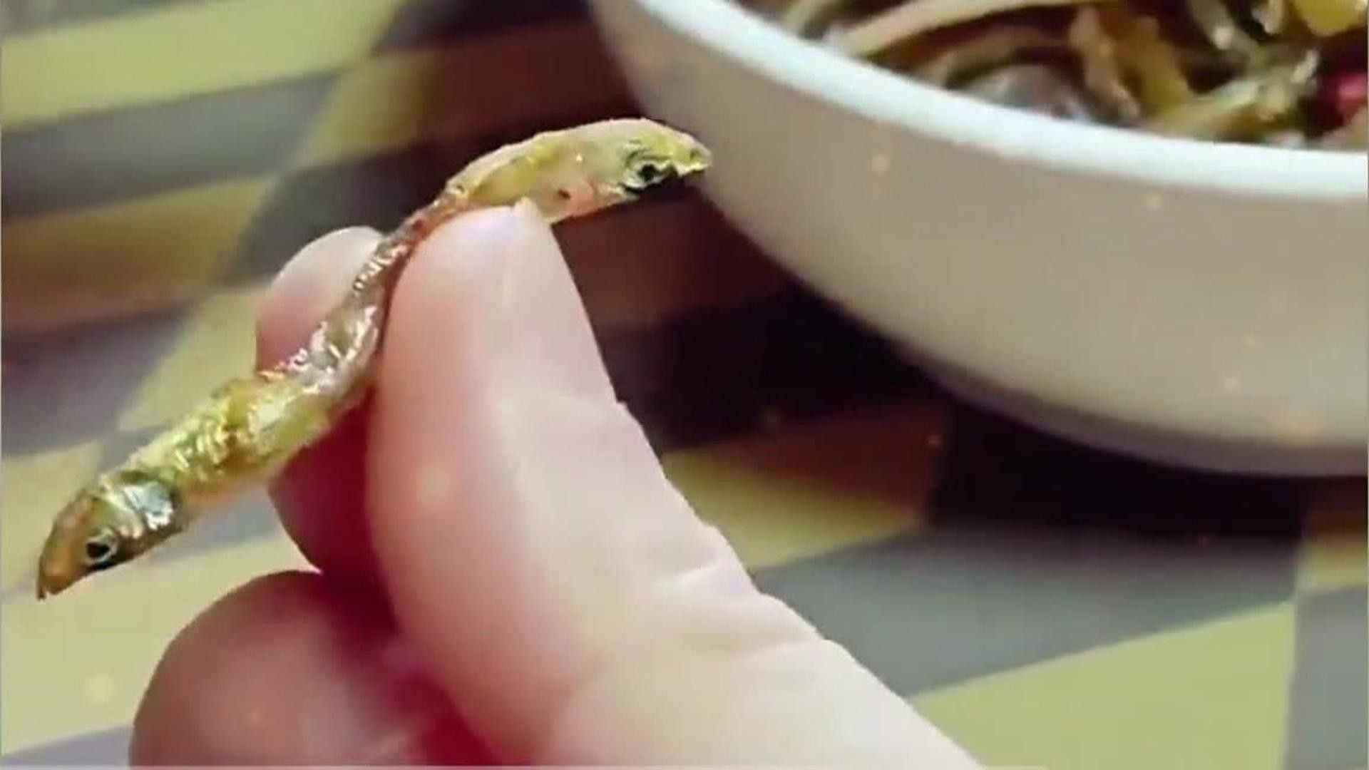 雙頭魚圖片