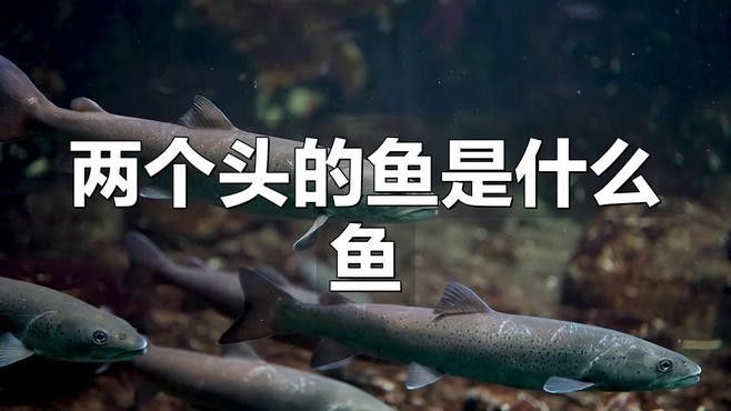 雙頭魚圖片