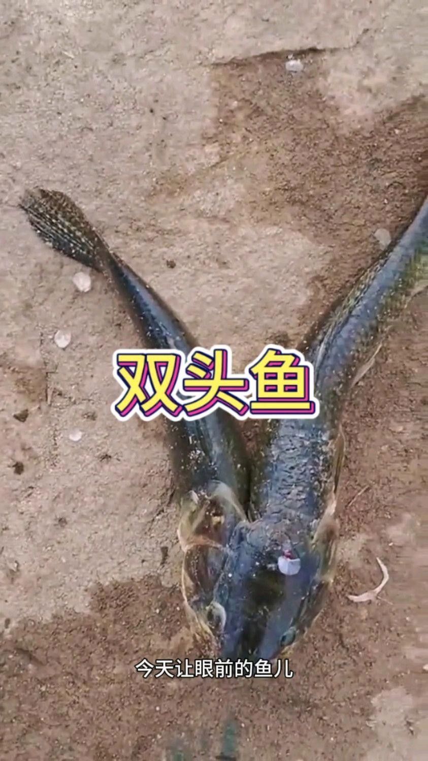 雙頭魚圖片