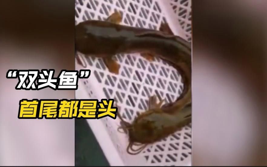 雙頭魚圖片