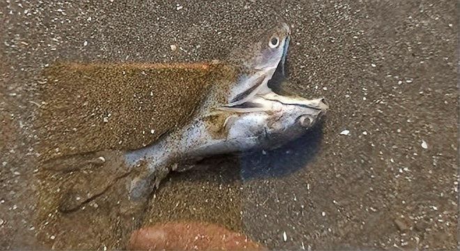 雙頭魚圖片