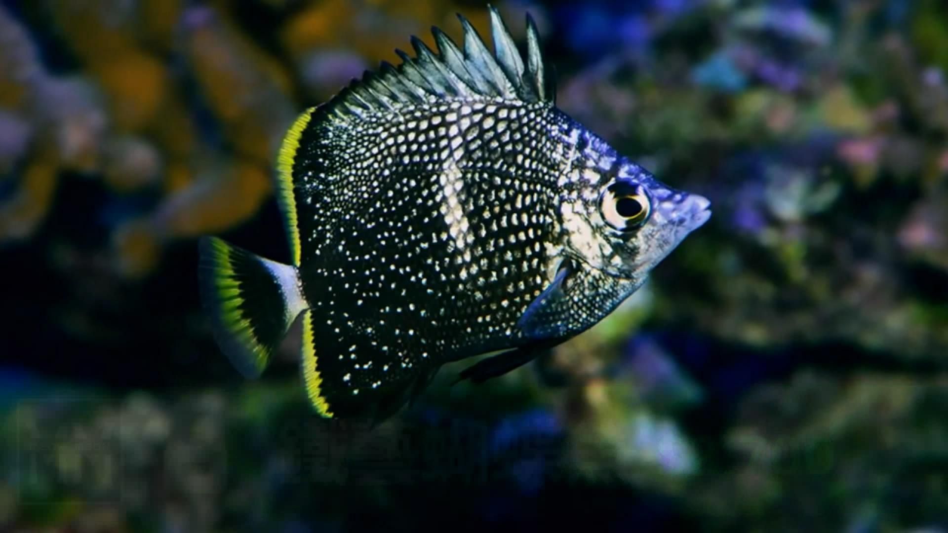 觀賞魚簡介（溫帶淡水觀賞魚、熱帶淡水觀賞魚、熱帶淡水觀賞魚的養(yǎng)護(hù)技巧） 觀賞魚簡介（溫帶淡水觀賞魚、熱帶淡水觀賞魚、熱帶淡水觀賞魚的養(yǎng)護(hù)技巧） 觀賞魚百科 第1張