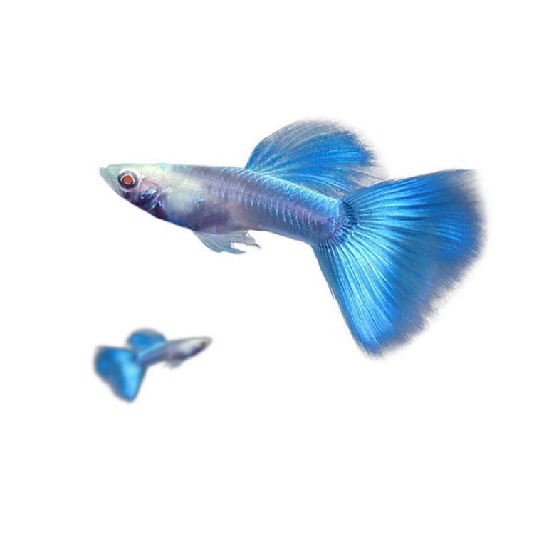 觀賞魚簡介（溫帶淡水觀賞魚、熱帶淡水觀賞魚、熱帶淡水觀賞魚的養(yǎng)護(hù)技巧） 觀賞魚簡介（溫帶淡水觀賞魚、熱帶淡水觀賞魚、熱帶淡水觀賞魚的養(yǎng)護(hù)技巧） 觀賞魚百科 第4張