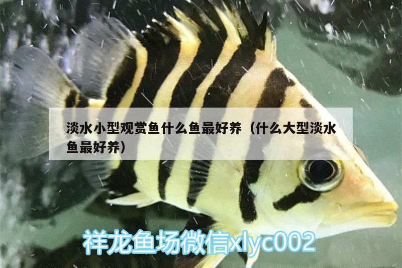 淡水小型觀賞魚什么魚最好養(什么大型淡水魚最好養) 觀賞魚百科 第2張 淡水小型觀賞魚什么魚最好養(什么大型淡水魚最好養) 淡水小型觀賞魚什么魚最好養(什么大型淡水魚最好養) 觀賞魚百科 第2張