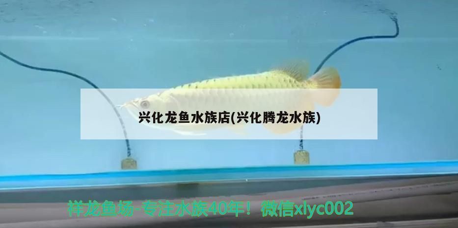 興化龍魚(yú)水族店(興化騰龍水族)