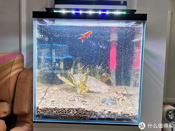 龍魚混養伴侶魚種選擇指南（關于龍魚混養伴侶魚種的問題）