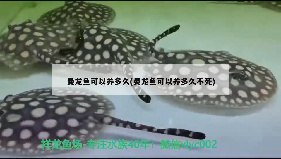 曼龍魚(yú)可以養(yǎng)多久(曼龍魚(yú)可以養(yǎng)多久不死) 曼龍魚(yú)可以養(yǎng)多久(曼龍魚(yú)可以養(yǎng)多久不死) 觀賞魚(yú)百科