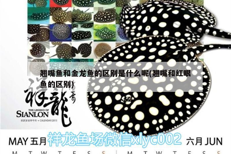 黑河觀賞魚店地址查詢網（黑河花鳥魚市場） 黑河觀賞魚店地址查詢網（黑河花鳥魚市場） 觀賞魚百科 第3張