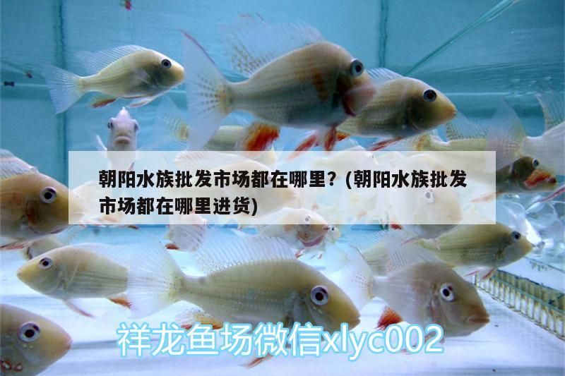 黑河觀賞魚店地址查詢網（黑河花鳥魚市場） 黑河觀賞魚店地址查詢網（黑河花鳥魚市場） 觀賞魚百科 第1張