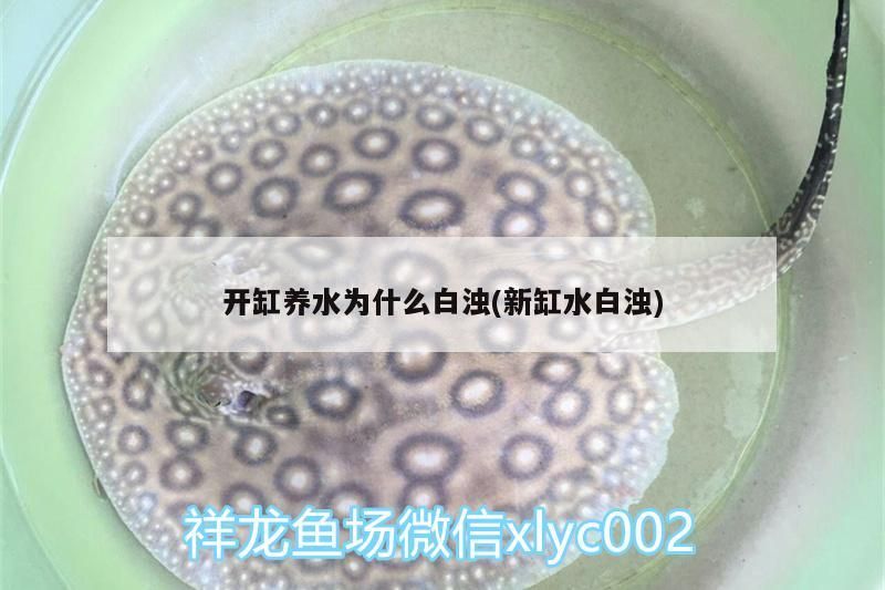 黑河觀賞魚店地址查詢網（黑河花鳥魚市場） 黑河觀賞魚店地址查詢網（黑河花鳥魚市場） 觀賞魚百科 第2張