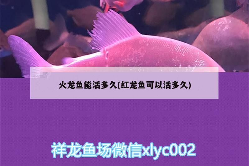 黑河觀賞魚店地址查詢網（黑河花鳥魚市場） 黑河觀賞魚店地址查詢網（黑河花鳥魚市場） 觀賞魚百科 第5張