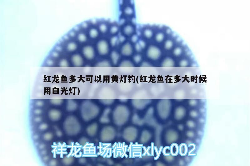龍魚干蝦有營養嗎 紅龍魚多大可以用黃燈釣(紅龍魚在多大時候用白光燈) 觀賞魚百科 紅龍魚多大可以用黃燈釣(紅龍魚在多大時候用白光燈) 紅龍魚多大可以用黃燈釣(紅龍魚在多大時候用白光燈) 觀賞魚百科