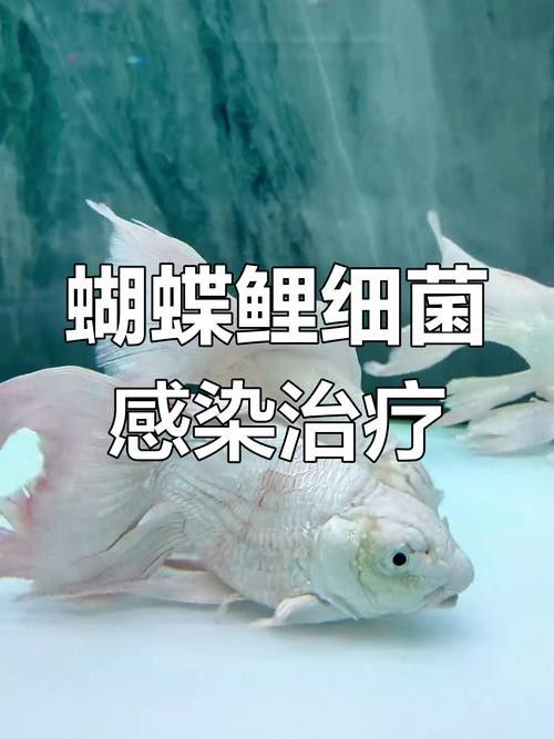 蝴蝶鯉常見(jiàn)病圖片 蝴蝶鯉常見(jiàn)病圖片 觀賞魚(yú)百科 第10張