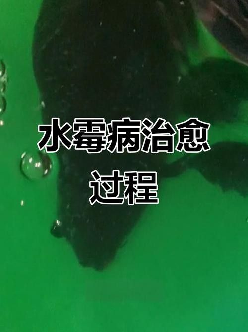 蝴蝶鯉常見(jiàn)病圖片 蝴蝶鯉常見(jiàn)病圖片 觀賞魚(yú)百科 第11張