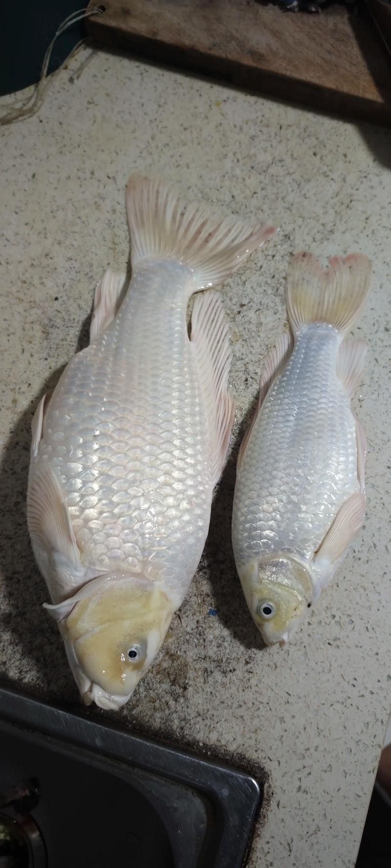 蝴蝶鯉常見(jiàn)病圖片 蝴蝶鯉常見(jiàn)病圖片 觀賞魚(yú)百科 第21張
