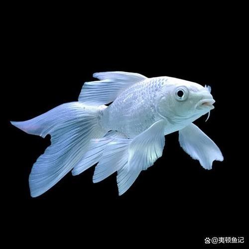 蝴蝶鯉常見(jiàn)病圖片 蝴蝶鯉常見(jiàn)病圖片 觀賞魚(yú)百科 第19張