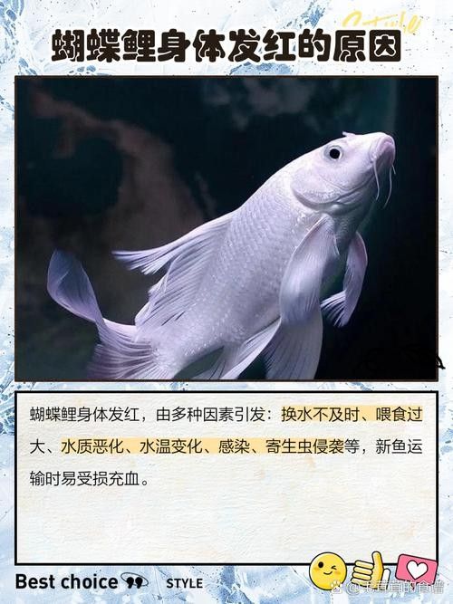 蝴蝶鯉常見(jiàn)病圖片 蝴蝶鯉常見(jiàn)病圖片 觀賞魚(yú)百科 第3張
