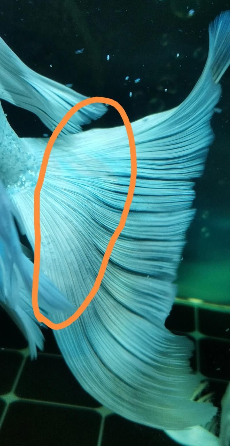 蝴蝶鯉常見(jiàn)病圖片 蝴蝶鯉常見(jiàn)病圖片 觀賞魚(yú)百科 第16張