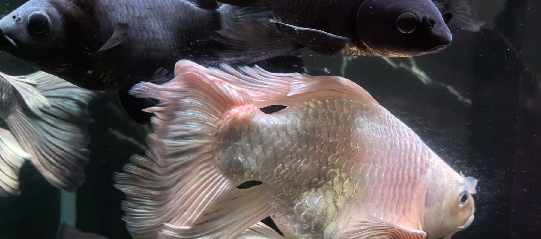 蝴蝶鯉常見(jiàn)病圖片 蝴蝶鯉常見(jiàn)病圖片 觀賞魚(yú)百科 第7張