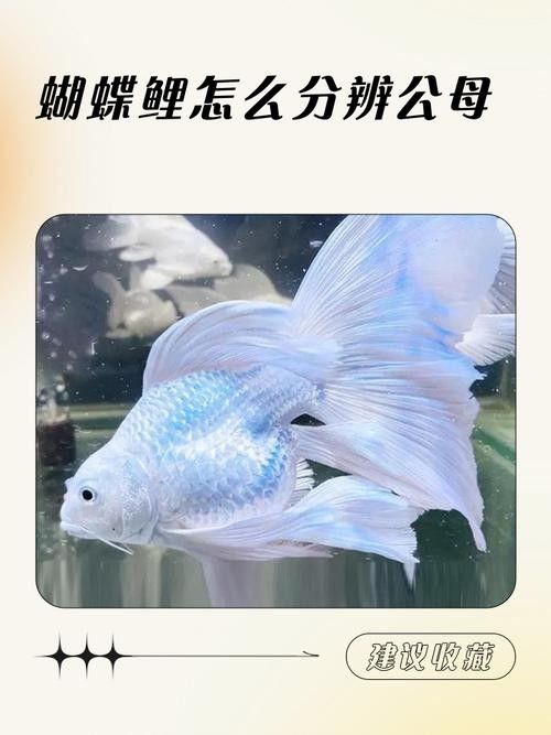 蝴蝶鯉常見(jiàn)病圖片 蝴蝶鯉常見(jiàn)病圖片 觀賞魚(yú)百科 第17張