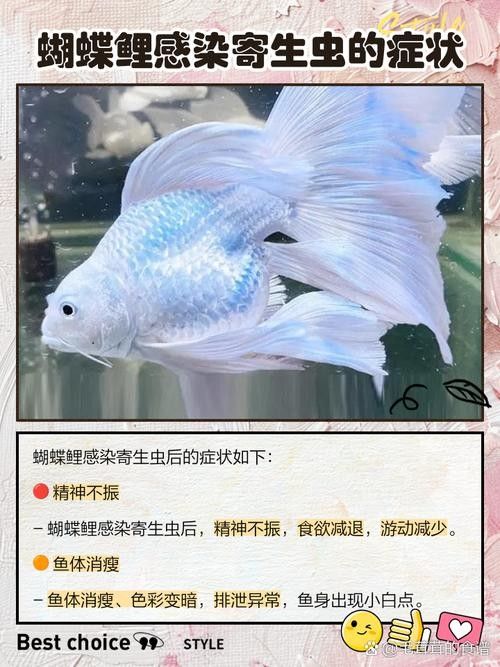 蝴蝶鯉常見(jiàn)病圖片 蝴蝶鯉常見(jiàn)病圖片 觀賞魚(yú)百科 第13張