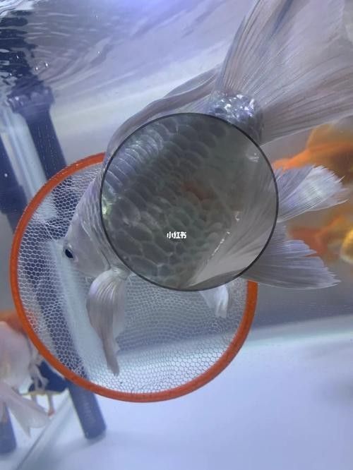 蝴蝶鯉常見(jiàn)病圖片 蝴蝶鯉常見(jiàn)病圖片 觀賞魚(yú)百科 第6張