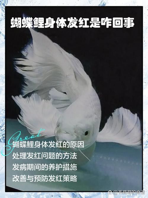 蝴蝶鯉常見(jiàn)病圖片 蝴蝶鯉常見(jiàn)病圖片 觀賞魚(yú)百科 第4張