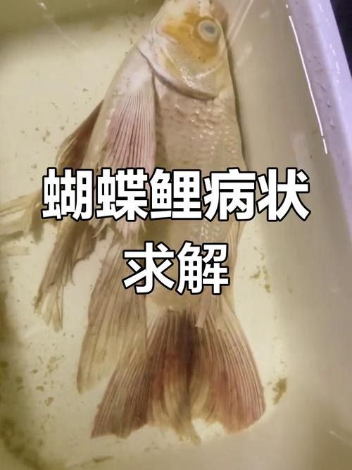 蝴蝶鯉常見(jiàn)病圖片 蝴蝶鯉常見(jiàn)病圖片 觀賞魚(yú)百科 第2張