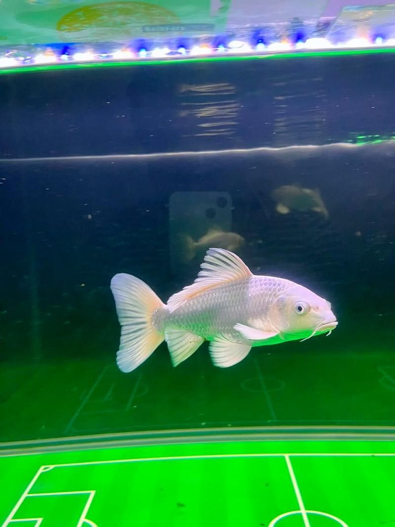 蝴蝶鯉常見(jiàn)病圖片 蝴蝶鯉常見(jiàn)病圖片 觀賞魚(yú)百科 第20張