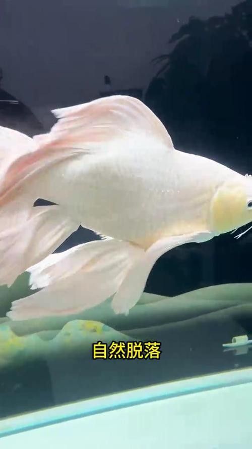 蝴蝶鯉常見(jiàn)病圖片 蝴蝶鯉常見(jiàn)病圖片 觀賞魚(yú)百科 第12張