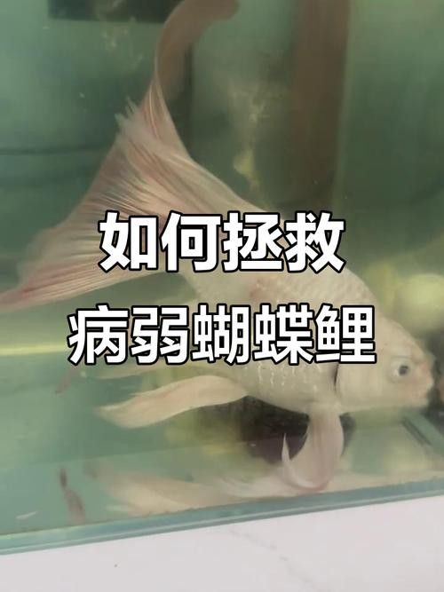蝴蝶鯉常見(jiàn)病圖片 蝴蝶鯉常見(jiàn)病圖片 觀賞魚(yú)百科 第24張
