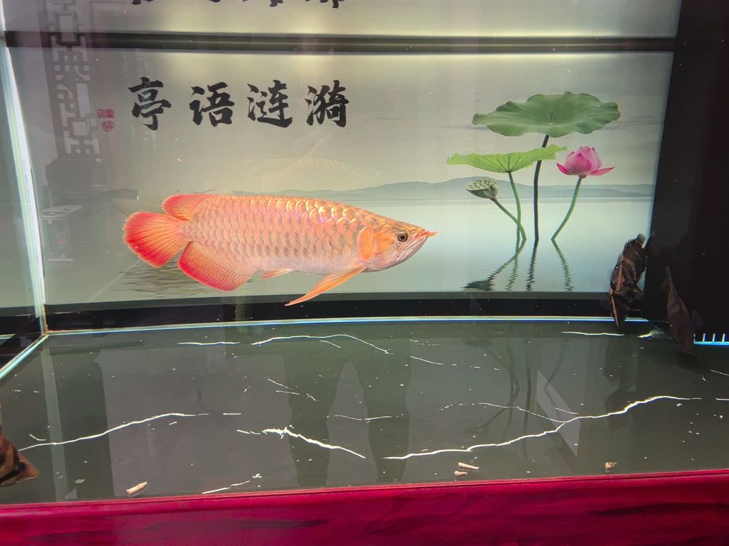 火龍魚是保護(hù)動(dòng)物嗎(龍魚是不是保護(hù)動(dòng)物)