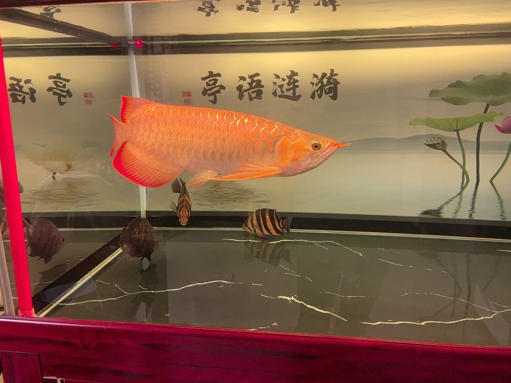 火龍魚是保護(hù)動(dòng)物嗎(龍魚是不是保護(hù)動(dòng)物)