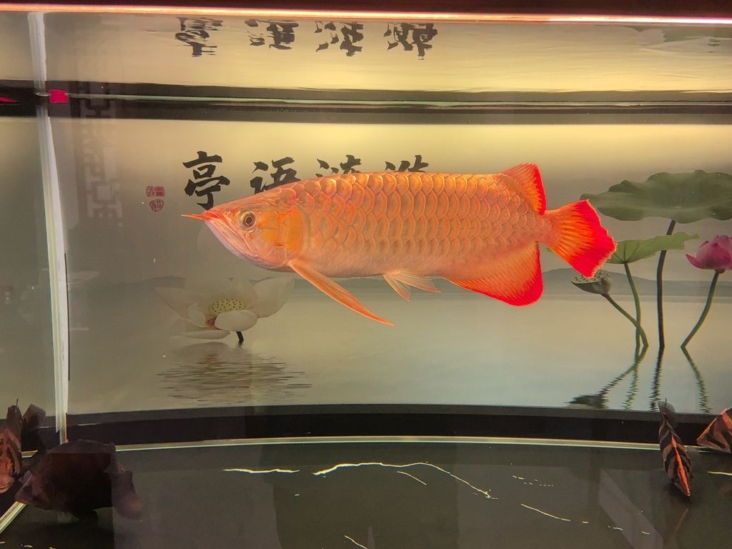 火龍魚是保護(hù)動(dòng)物嗎(龍魚是不是保護(hù)動(dòng)物)